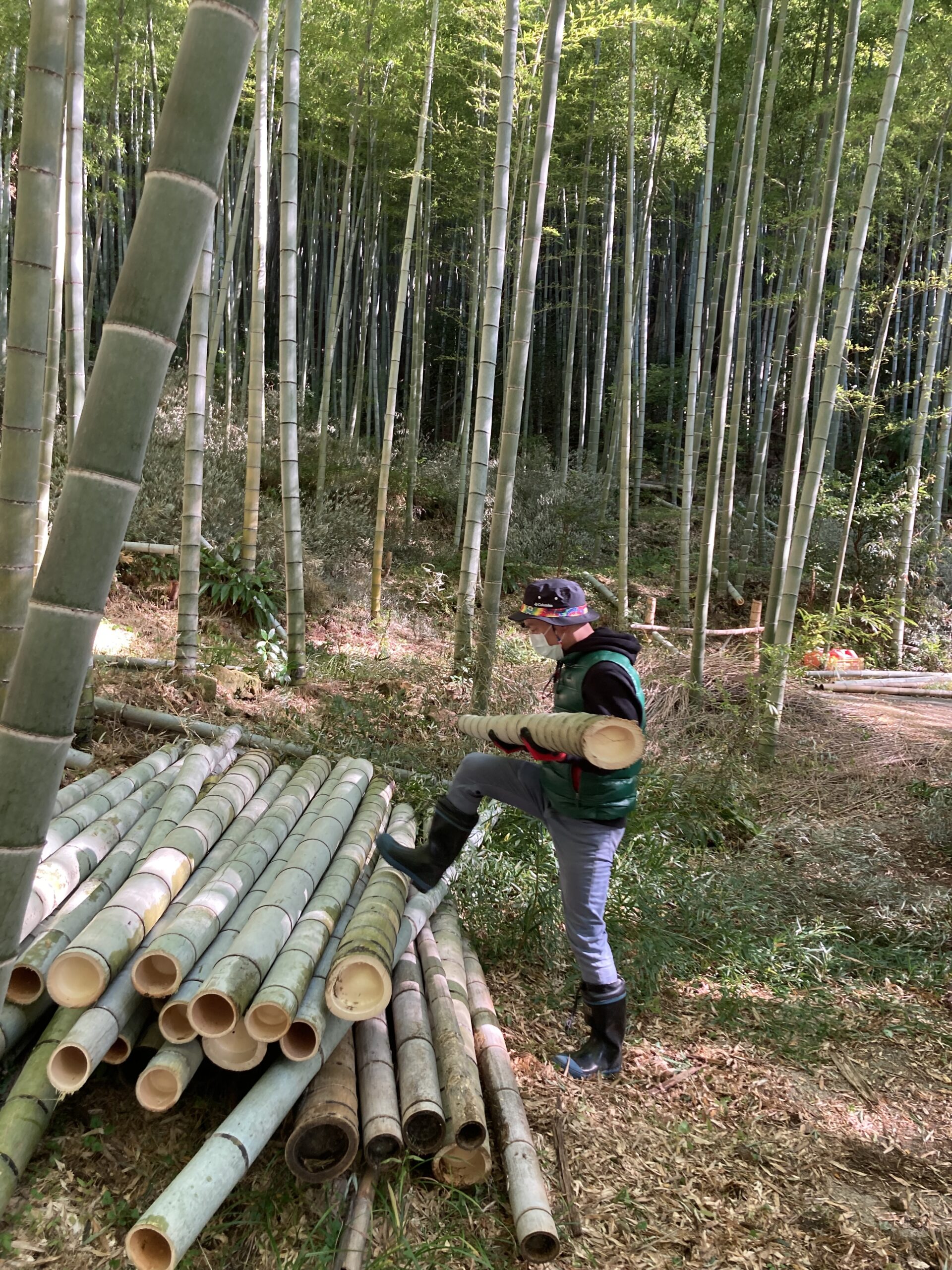 伐採した竹約100本　 Smashing Bamboo to Pieces] The Most Powerful Bamboo Demolition