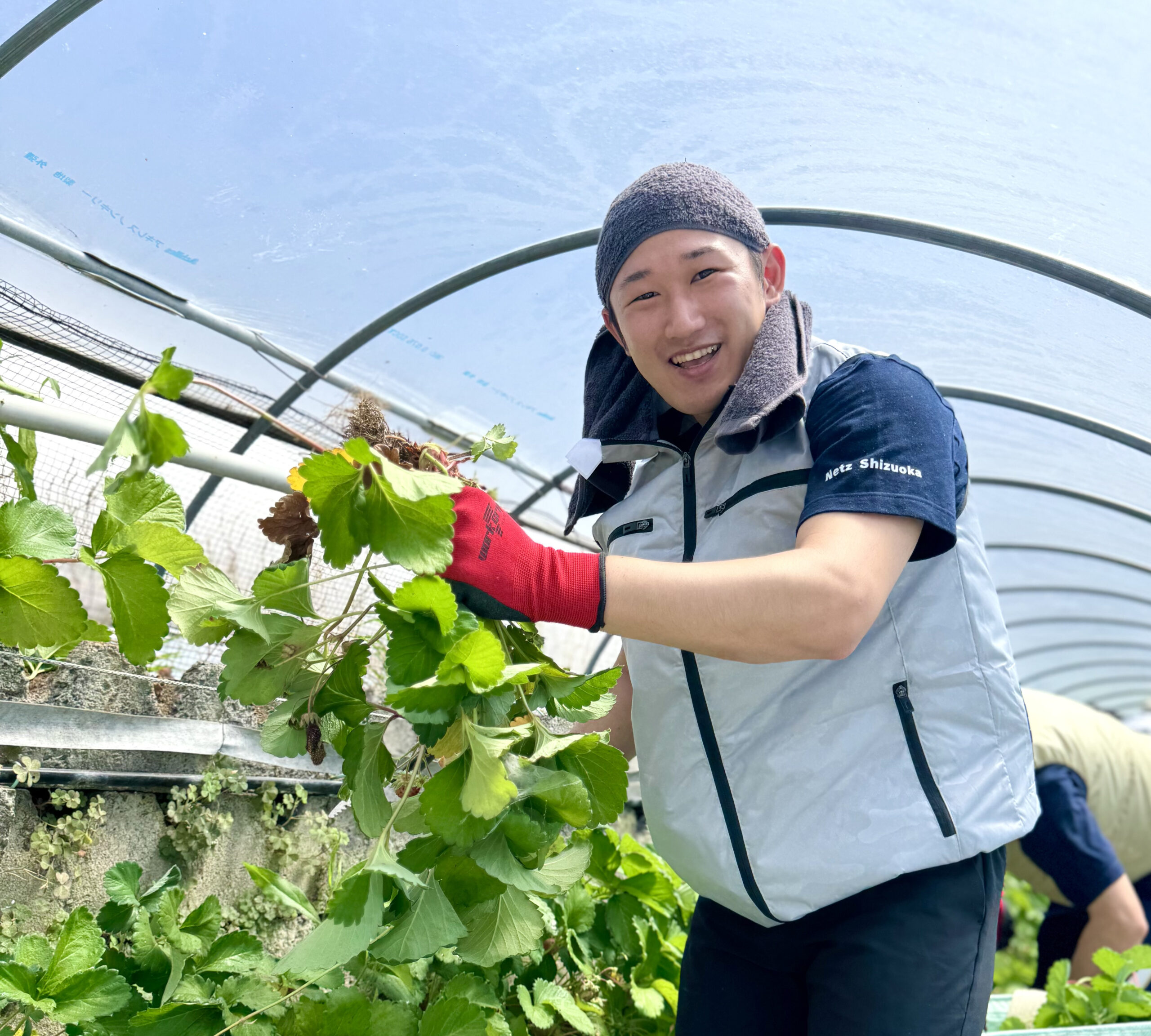 古い苗取りのボランティア活動を実施！｜久能山石垣いちご山内屋