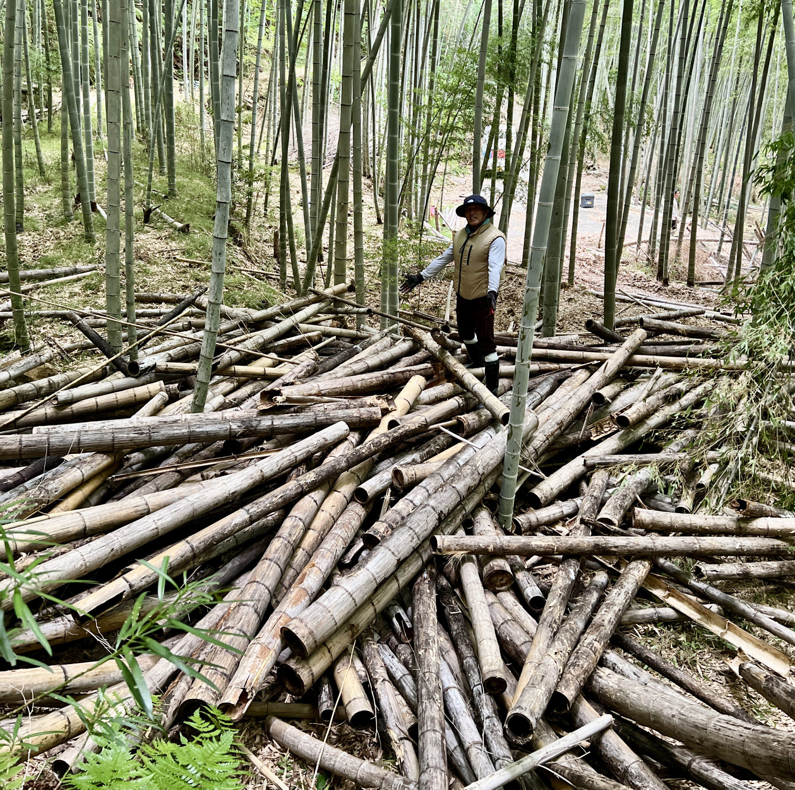 伐採した竹約100本　 2～3年前全伐採した元竹藪の切り株を全部抜きたいっ！総集編 - YouTube